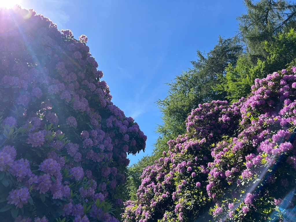 Pfingstwanderung26_Blume_2